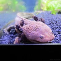 aquarium_whv_02