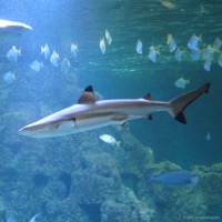 aquarium_whv_04