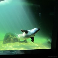 aquarium_whv_05