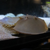 aquarium_whv_06