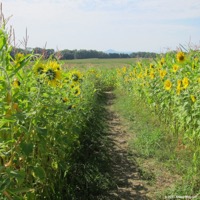 maiylabyrinth_alfdorf_03