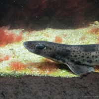 naturagart_11