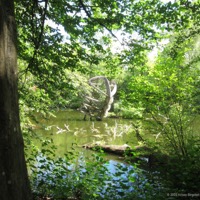 nymphaea_14