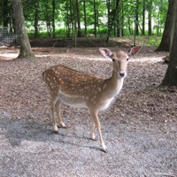 wildparadies_tripsdrill_02