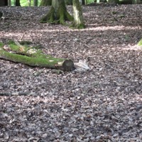 wildparadies_tripsdrill_03